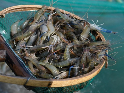 蝦池出現(xiàn)轉(zhuǎn)水現(xiàn)象，如何用沸石粉緩解啊？