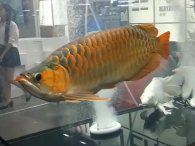 沸石粉在水族箱為什么常用作濾材??？