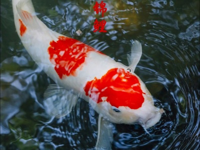 觀賞魚(yú)錦鯉的養(yǎng)殖會(huì)不會(huì)用到沸石粉？使用它有什么益處？