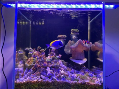 海缸 100L 水放多少沸石和活性炭用濾袋裝多久更換一次??？