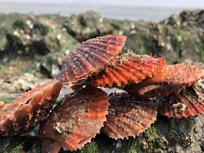 沸石粉：扇貝養(yǎng)殖水處理的“神奇助手”