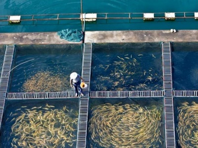 鳙魚養(yǎng)殖